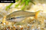 chrosomus erythrogaster chrosomus erythrogaster