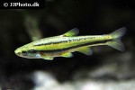chrosomus erythrogaster chrosomus erythrogaster