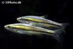 chrosomus erythrogaster chrosomus erythrogaster