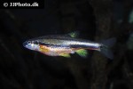 chrosomus erythrogaster chrosomus erythrogaster