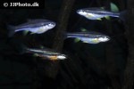 chrosomus erythrogaster chrosomus erythrogaster