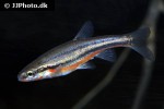 chrosomus erythrogaster chrosomus erythrogaster