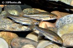 chrosomus oreas chrosomus oreas