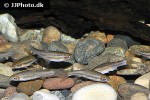 chrosomus oreas chrosomus oreas