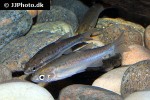 chrosomus oreas chrosomus oreas