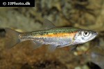 clinostomus elongatus clinostomus elongatus