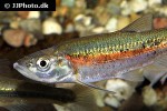clinostomus elongatus clinostomus elongatus