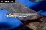 clinostomus elongatus clinostomus elongatus