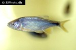 cyprinella lutrensis cyprinella lutrensis