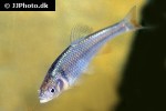 cyprinella lutrensis cyprinella lutrensis