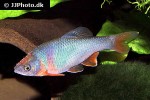 cyprinella lutrensis cyprinella lutrensis