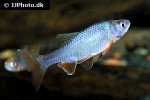 cyprinella lutrensis cyprinella lutrensis