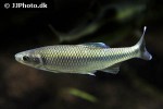 cyprinella spiloptera cyprinella spiloptera
