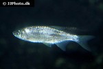 notemigonus crysoleucas notemigonus crysoleucas