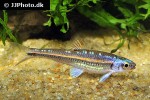 notropis chrosomus notropis chrosomus