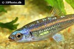 notropis chrosomus notropis chrosomus