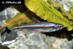 notropis chrosomus notropis chrosomus