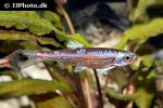 notropis chrosomus notropis chrosomus