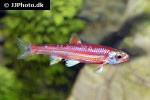 notropis chrosomus notropis chrosomus