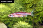 notropis chrosomus notropis chrosomus
