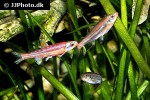 notropis chrosomus notropis chrosomus