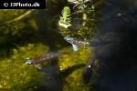 notropis chrosomus notropis chrosomus