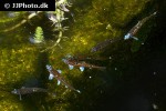notropis chrosomus notropis chrosomus