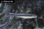 notropis lutipinnis notropis lutipinnis