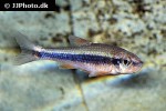 notropis lutipinnis notropis lutipinnis