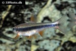 notropis lutipinnis notropis lutipinnis