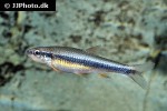 notropis lutipinnis notropis lutipinnis