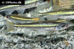 notropis rubricroceus notropis rubricroceus
