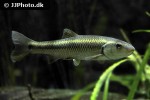 pimephales notatus pimephales notatus