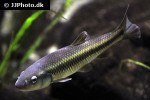 pimephales notatus pimephales notatus