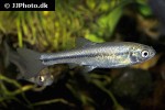 pimephales promelas pimephales promelas