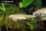 pimephales promelas albino pimephales promelas albino