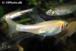 pimephales promelas albino pimephales promelas albino