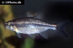 richardsonius balteatus richardsonius balteatus