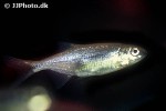 richardsonius balteatus richardsonius balteatus