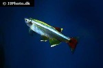 tanichthys albonubes tanichthys albonubes