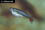 tanichthys albonubes tanichthys albonubes
