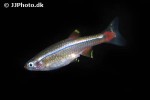 tanichthys albonubes tanichthys albonubes