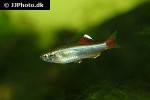 tanichthys albonubes tanichthys albonubes