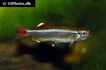 tanichthys albonubes tanichthys albonubes