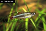 tanichthys albonubes tanichthys albonubes