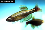 tanichthys albonubes tanichthys albonubes