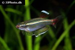tanichthys albonubes tanichthys albonubes