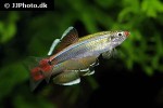 tanichthys albonubes tanichthys albonubes