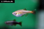 tanichthys albonubes golden tanichthys albonubes golden