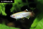 tanichthys albonubes golden tanichthys albonubes golden